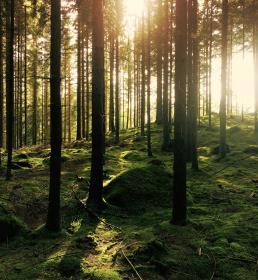 A view of sunset through a forest of trees